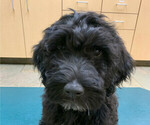Small Photo #3 Portuguese Water Dog Puppy For Sale in COLORADO SPRINGS, CO, USA