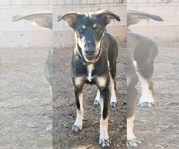 Medium Photo #2 Siberian Husky-Unknown Mix Puppy For Sale in Cedar Crest, NM, USA