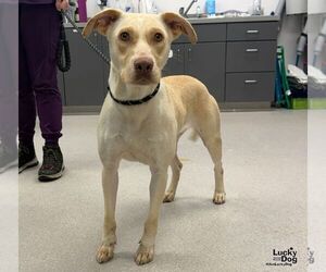 Koko - Female Labrador Retriever-Unknown Mix Dog for Adoption