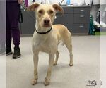 Koko - Female Labrador Retriever-Unknown Mix Dog for Adoption - Small photo