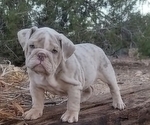 Small #1 English Bulldog