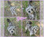 Small ShihPoo