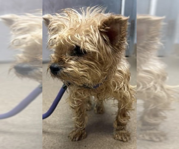 Medium Photo #4 Mutt Puppy For Sale in New York, NY, USA