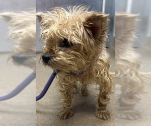 Baby Doll (GA) - Female Bichon Frise-Unknown Mix Dog for Adoption - Photo #4