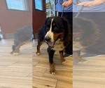 Small #2 Bernese Mountain Dog