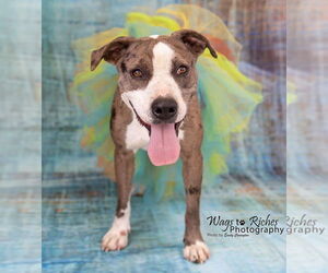 Luna - Female Catahoula Leopard Dog-Unknown Mix Dog for Adoption - Photo #3