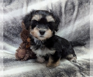 Havanese Puppy for sale in POST FALLS, ID, USA