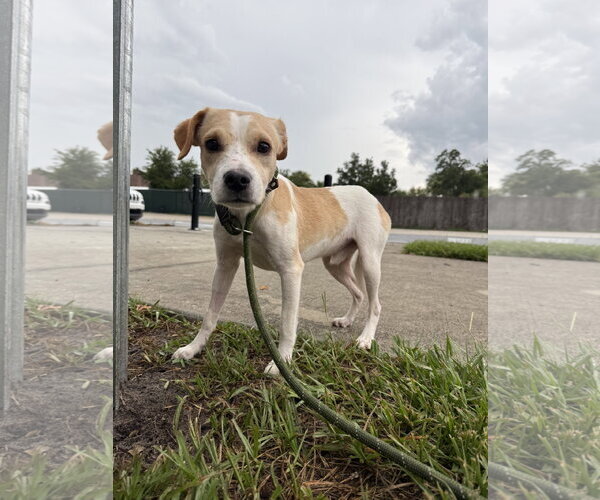 Medium Photo #4 Toy Rat Doxie Puppy For Sale in Sanford, FL, USA