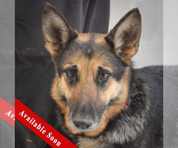 Medium Photo #1 German Shepherd Dog Puppy For Sale in Huntley, IL, USA