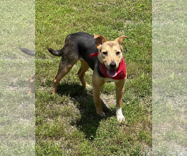 Medium Photo #1 Mutt Puppy For Sale in Low Moor, VA, USA