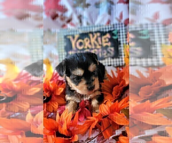 Medium Photo #87 Yorkshire Terrier Puppy For Sale in AKRON, OH, USA