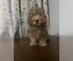 Small #36 Havanese