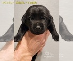 Small Photo #45 Labrador Retriever Puppy For Sale in POCAHONTAS, IL, USA