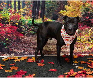 Mutt Dogs for adoption in Sanford, FL, USA