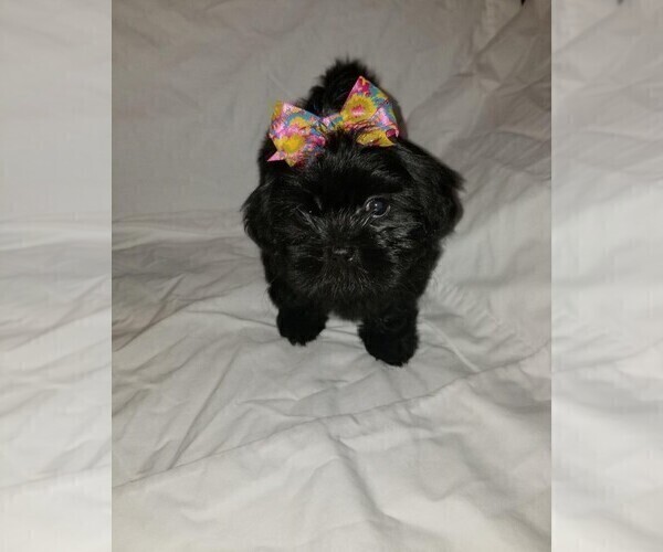 Medium Photo #2 Shih Tzu Puppy For Sale in LITHONIA, GA, USA
