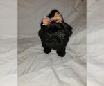 Small Photo #2 Shih Tzu Puppy For Sale in LITHONIA, GA, USA