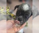 Small #2 Shih Tzu