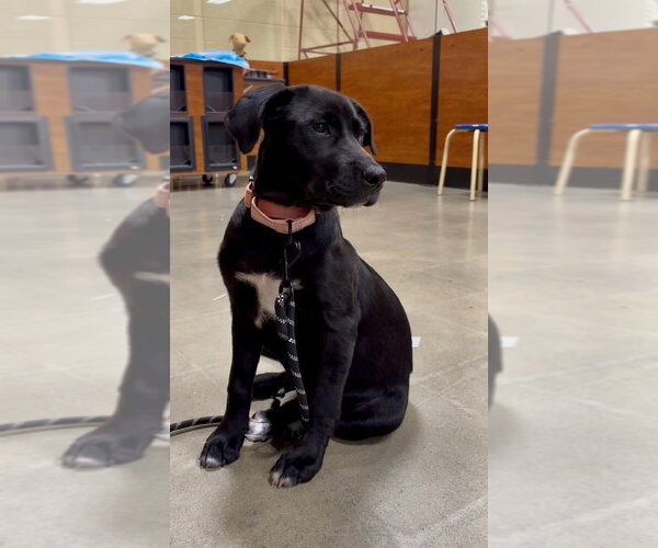 Medium Photo #2 Labrador Retriever-Unknown Mix Puppy For Sale in Mooresville, NC, USA