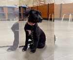 Small #1 Labrador Retriever Mix
