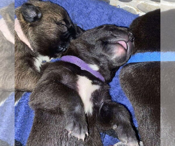 Medium Photo #7 Mutt Puppy For Sale in Imlay City, MI, USA