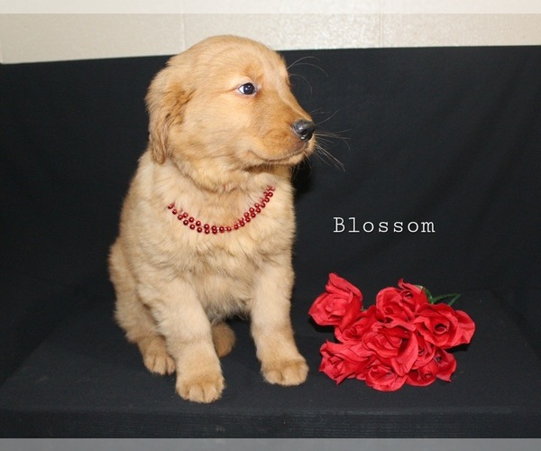 Medium Photo #3 Golden Retriever Puppy For Sale in MILLERSBURG, OH, USA