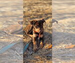 Small #1 Doberman Pinscher Mix