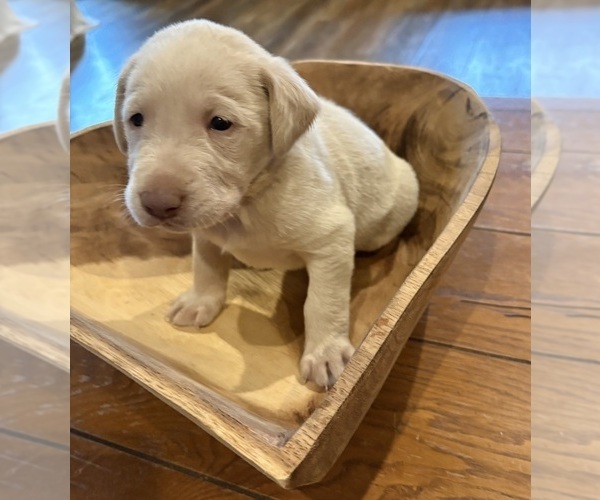 Medium Photo #40 Labrador Retriever Puppy For Sale in LEASBURG, MO, USA
