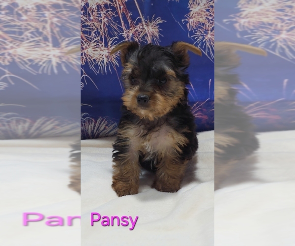 Medium Photo #1 Yorkshire Terrier Puppy For Sale in AZLE, TX, USA