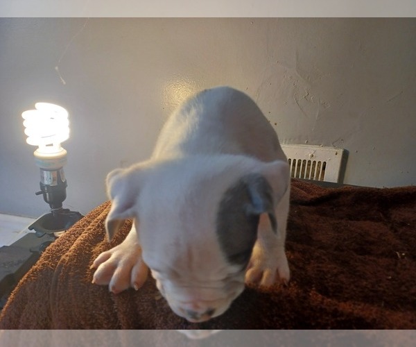 Medium Photo #2 American Bully Puppy For Sale in DETROIT, MI, USA