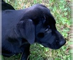 Small Photo #12 Labrador Retriever Puppy For Sale in SPOTSYLVANIA, VA, USA