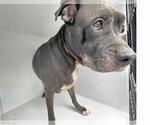 Small Labrador Retriever Mix