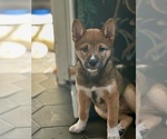 Small #16 Shiba Inu
