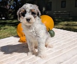 Small #2 Miniature Bernedoodle