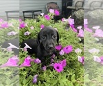 Image preview for Ad Listing. Nickname: Litter of 6