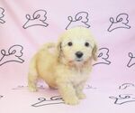 Small Photo #13 Maltipoo Puppy For Sale in LAS VEGAS, NV, USA