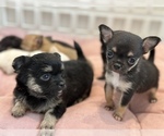 Small Photo #1 Chihuahua Puppy For Sale in FAYETTEVILLE, AR, USA