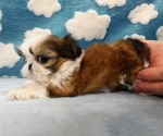 Small #3 Shih Tzu