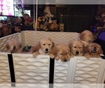 Small Photo #4 Golden Retriever Puppy For Sale in WOODSTOCK, IL, USA