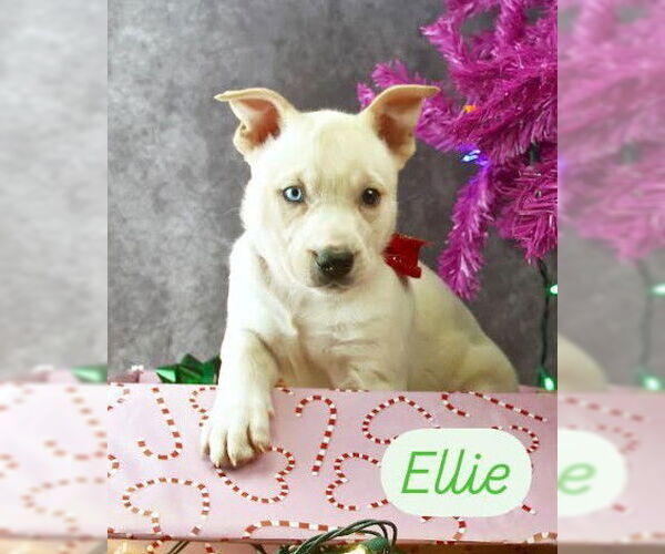 Medium Photo #5 Labrador Retriever-Unknown Mix Puppy For Sale in San Diego, CA, USA