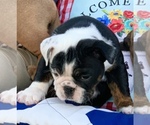 Small Photo #17 Bulldog Puppy For Sale in PEACHLAND, NC, USA