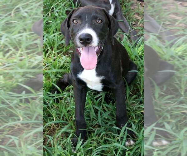 Medium Photo #2 Labrador Retriever Puppy For Sale in FRAMINGHAM, MA, USA