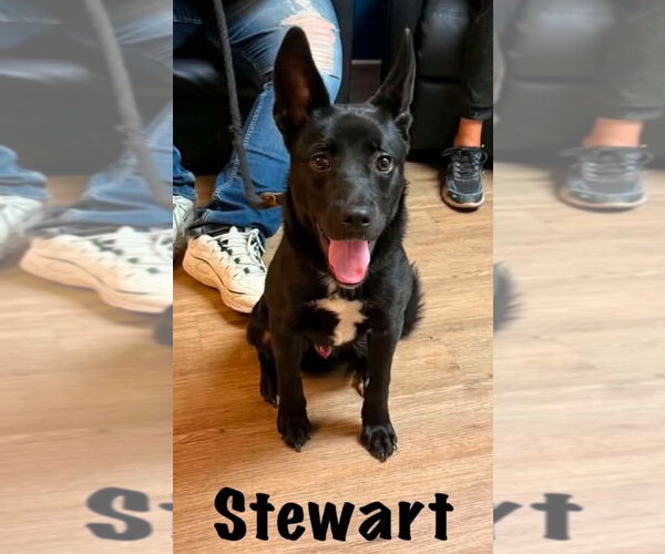 Medium Photo #3 Mutt Puppy For Sale in Springdale, PA, USA
