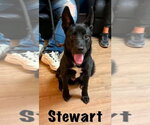 Small #2 Mutt