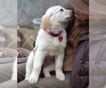 Small Photo #7 Golden Retriever Puppy For Sale in Enfield, CT, USA
