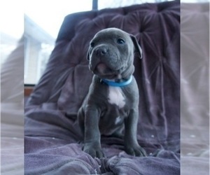 Medium American Pit Bull Terrier