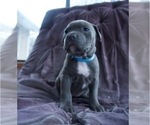 Puppy Female 3 American Pit Bull Terrier