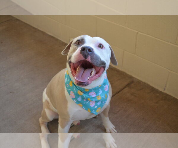 Medium Photo #3 Mutt Puppy For Sale in McKinney, TX, USA