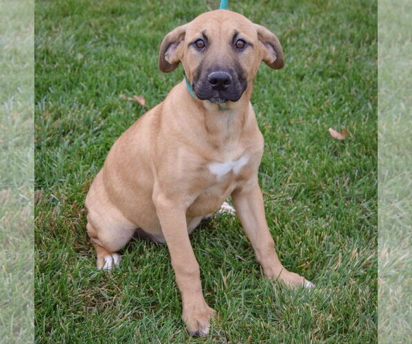 Medium Photo #2 Black Mouth Cur-German Shepherd Dog Mix Puppy For Sale in Huntley, IL, USA