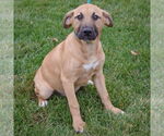 Small #1 Black Mouth Cur-German Shepherd Dog Mix