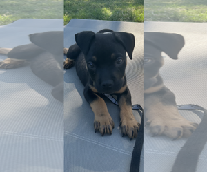 American Pit Bull Terrier-Chihuahua Mix Dogs for adoption in Hillsboro, MO, USA